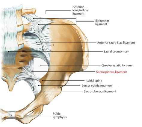 Sacrospinous Ligament – Earth's Lab