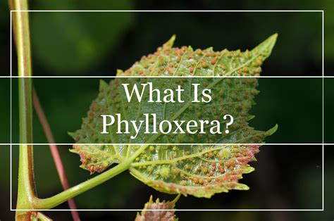 What Is Phylloxera? (2023) - WinePros