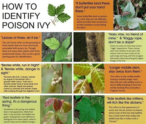 Poison ivy | Identify poison ivy, Poison ivy plants, Poisonous plants