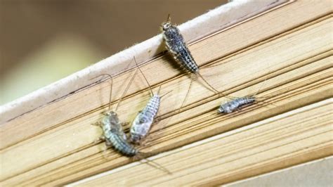 What Are The Signs Of Silverfish Infestation? – Pest Control TX