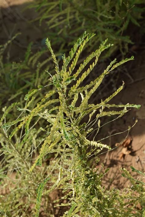 Which phyllanthus species is it?