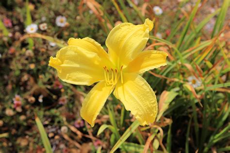 JessStryker.com: Pure Yellow Daylily Flower