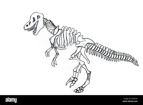 Tyrannosaurus Rex Fossil Drawing