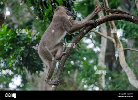 Monkey climbing tree hi-res stock photography and images - Alamy