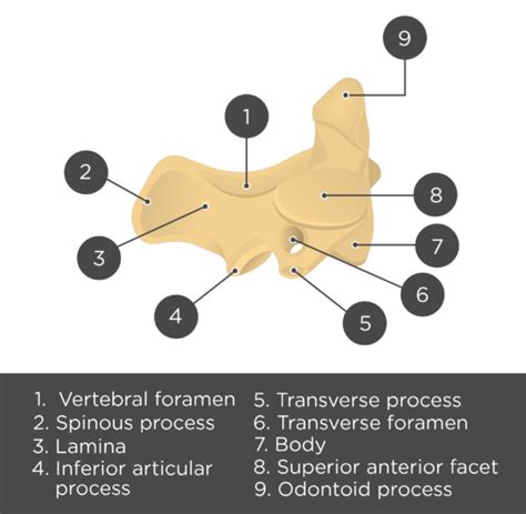 Axis Bone Anatomy