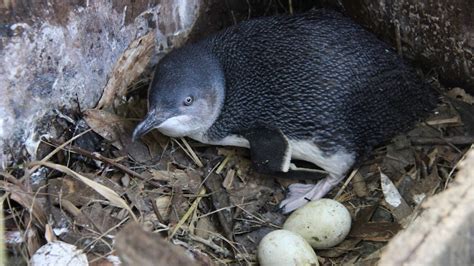 Good news for Sydney's carefully guarded Little Penguin colony - ABC Radio