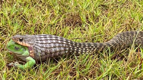 GOTCHA: snake caught with frog in the throat | Daily Telegraph