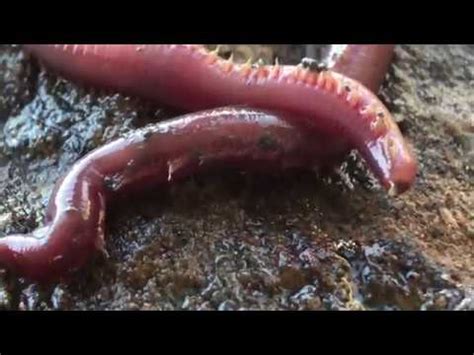 AMAZING BLOODWORMS- Proboscis extension - YouTube