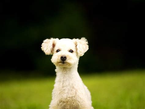 Poodle wallpaper | 1024x768 | #3782