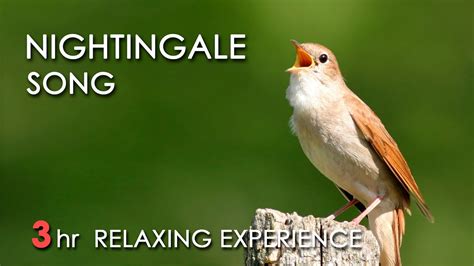 BEST NIGHTINGALE SONG - 3 Hours REALTIME Nightingale Singing, NO LOOP ...