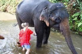 Elephant Sanctuary Chiang Mai and Waterfall Visit All Inclusive