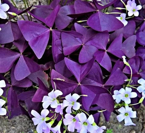 Oxalis Plant Care - Grow Shamrock Plant - Growing Ornamental Oxalis in ...