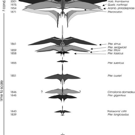 Pterosaur wingspan plotted against time. The impression that pterosaur ...