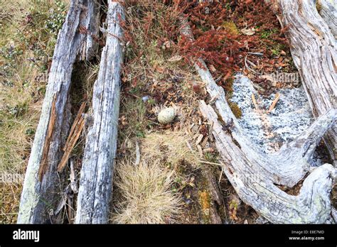 Haematopus ostralegus, Eurasian Oystercatcher. Eggs and nest. The photo was taken in the ...