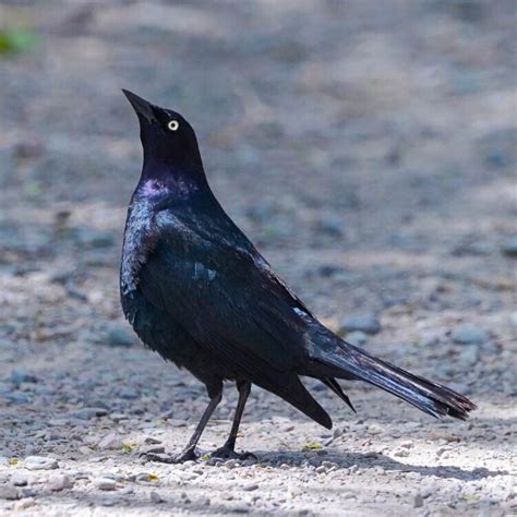 Brewer's Blackbird — Eastside Audubon Society