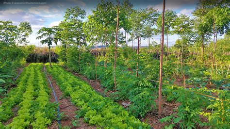 Science Speaks: Agroforestry - United States Department of State