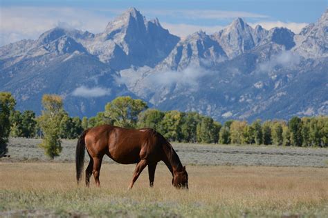 Horse Meadow Mountains · Free photo on Pixabay