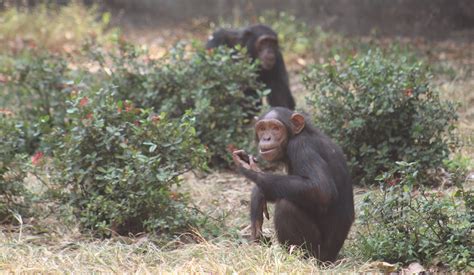 New study provides evidence for chimpanzee etiquette - Born Free