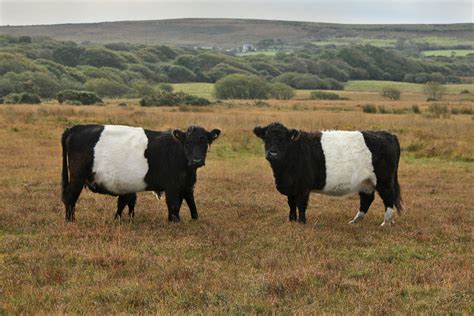 Gower Wildlife: Belted Galloway Cattle on Cefn Bryn