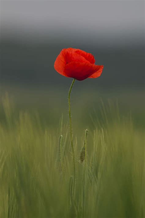 HD wallpaper: remembrance day, veterans day, poppy field, poppies ...