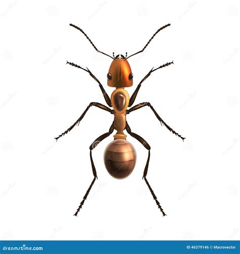 Realistic ant isolated stock vector. Illustration of isolated - 46379146