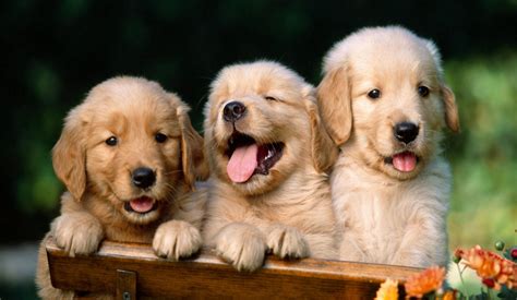 Adorable Golden Labrador Retriever Dog Breeds - l2sanpiero