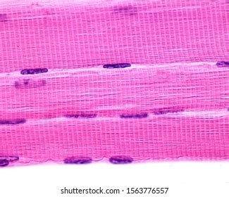 Cardiac Muscle Fibers Microscope - img-pansy