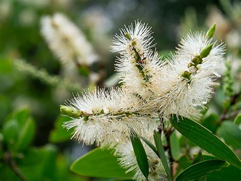 Cajeput Oil Potential Benefits, Side Effects, Uses, Where to Get It