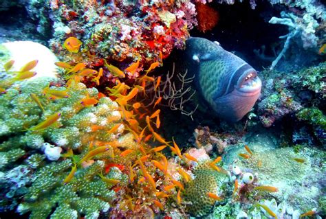 Wie gefährlich ist der Drückerfisch wirklich? - 4QUA