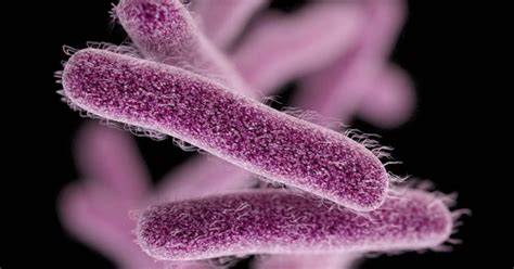Shigellosis, drug-resistant intestinal illness, spreading in US
