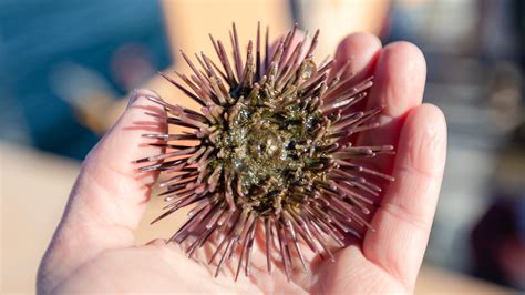 MBL March Madness: Purple Sea Urchin | Marine Biological Laboratory
