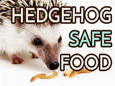 Hedgehog Safe Food Ideas - Heavenly Hedgies