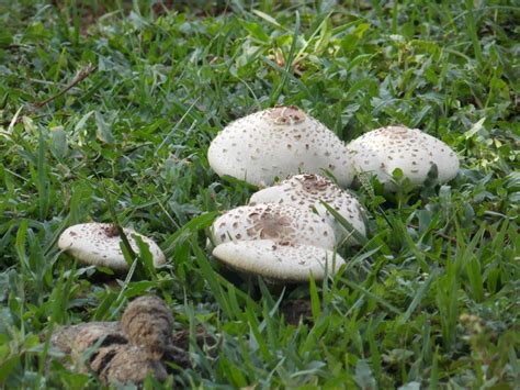 Free Images : grass, fungus, agaric, bolete, agaricus, matsutake, oyster mushroom, edible ...