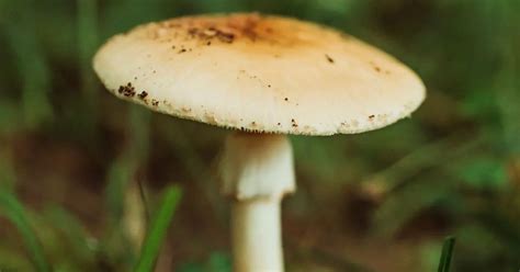 UK's deadly mushrooms that could kill you and pets as funghi lunch ...