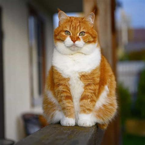 This happy chonk from Russia is one of the most adorable cats you'll ...