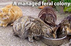 Feral Cats: Information, Advice, Humane Colony Control - Cat Chat