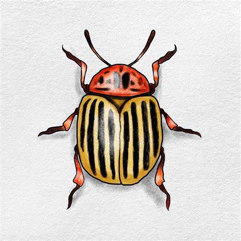 Beetle Drawing