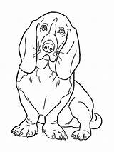 Basset Hound coloring Pages  SeaColoring sketch template