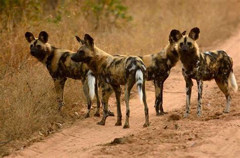 Leopard Hills Private Game Reserve, South Africa