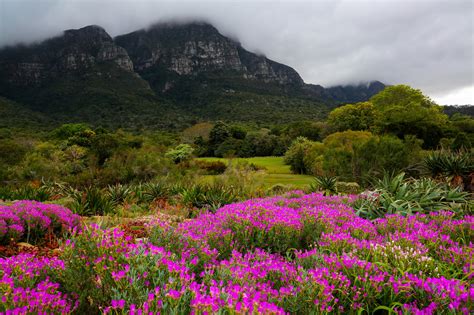 Wallpaper : Cape Town, Kirstenbosch National Botanical Garden, mountains, trees, flowers, clouds ...