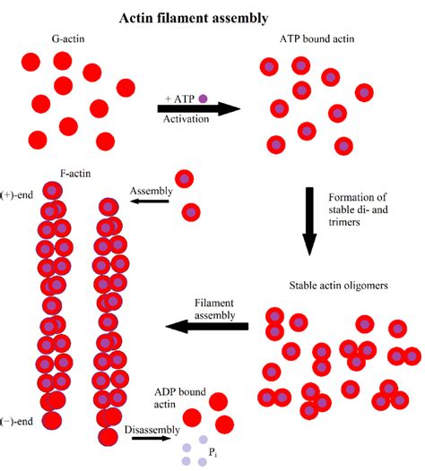 Scheme of actin filament formation. First G-actin binds to ATP.... | Download Scientific Diagram