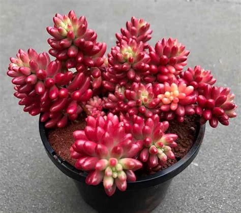 9 Ravishing Red Succulents - Sublime Succulents