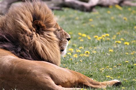 6,000+ Free Lion Pride & Lion Photos - Pixabay