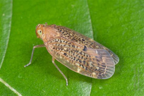 Photo #74539: Achilidae sp.