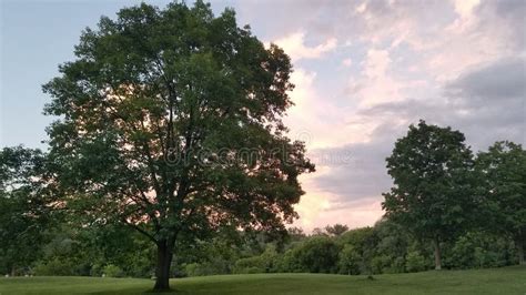 Tree in a Park during Sunset Stock Image - Image of grass, green: 224851225