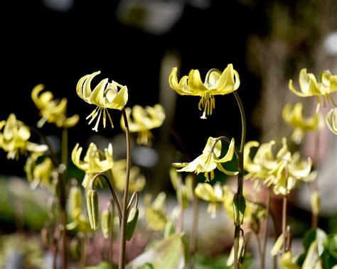 Erythronium Pagoda - Mount Venus Nursery