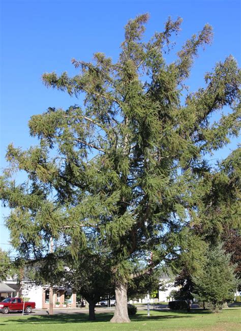 Tree of the Month: Tamarack - Shelter Island Friends of Trees