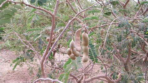 Tamarind Tree in Africa | Trees for the Future