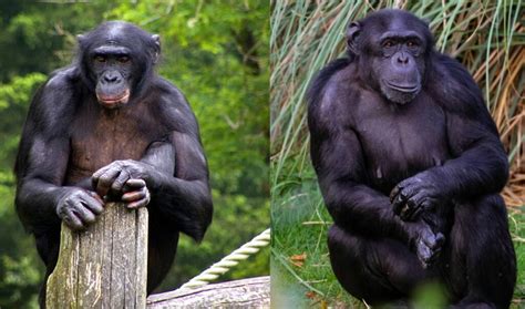 The Difference Between Chimpanzee and Bonobo - Malevus