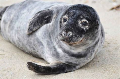 Gray Seal | All Species Wiki | Fandom